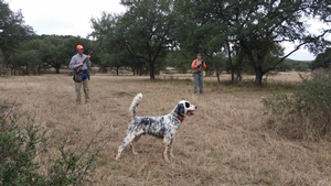 Best Quail Hunts Texas